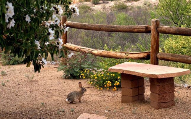 Rabbit