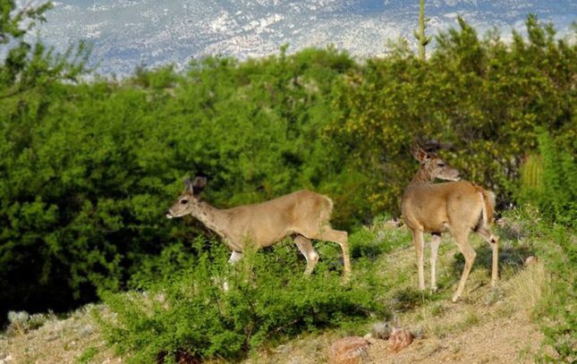 deerweb