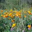 Academy Villas Mexican Poppies