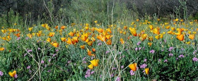 Academy Villas Mexican Poppies