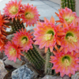 Academy Villas cactus flowers