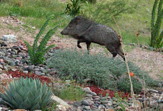 Academy Villas javelina