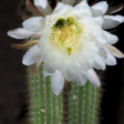 Academy Villas night cactus bloom