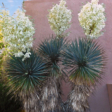 Academy Villas Yucca in Bloom